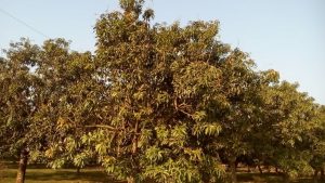 56363594_2382031925353844_8494341973044363264_n