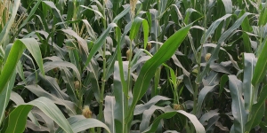 IMG_20190404_171510_crop_300x150