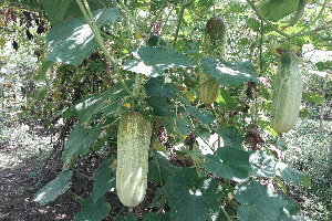 nagarpur photo 13.05 (1)