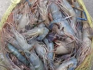 64694737_543252839412453_6013042059366105088_n (1)