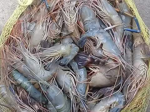 64694737_543252839412453_6013042059366105088_n (1)