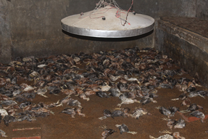 received_2451892211497902