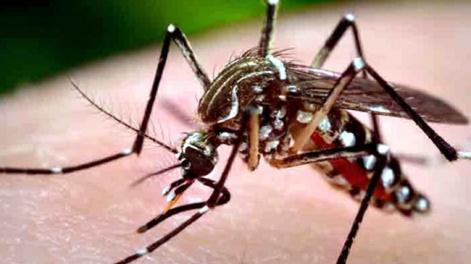 dengue_0