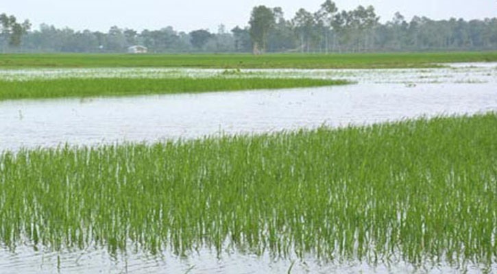 Bogra-Flood-Pic11111111111-20190723023922