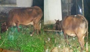 Chakaria-Pic-Cow-27-11-2017-928x540-928x540-1901030920