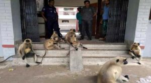 Kesobpur20190923013041