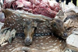 dear-1905180618-1905180649