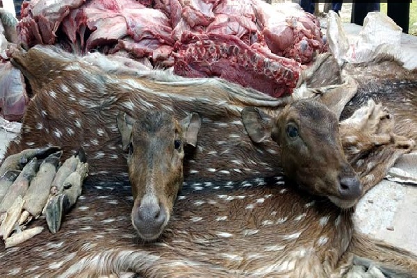 dear-1905180618-1905180649