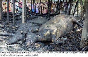 Gaibandha Pic-01 (65)