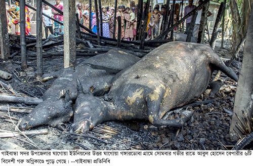 Gaibandha Pic-01 (65)