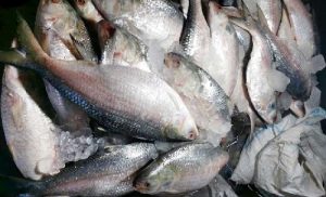 Gaibandha Pic-04 (24)