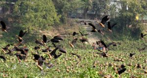 05.02.2020-Manikgonj Photo (8)