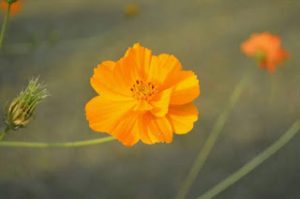 received_803034336550199