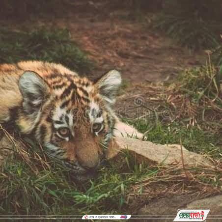 inbound1808732042445298704