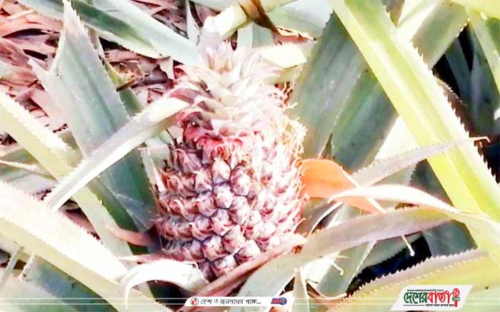 inbound2659779681693237457