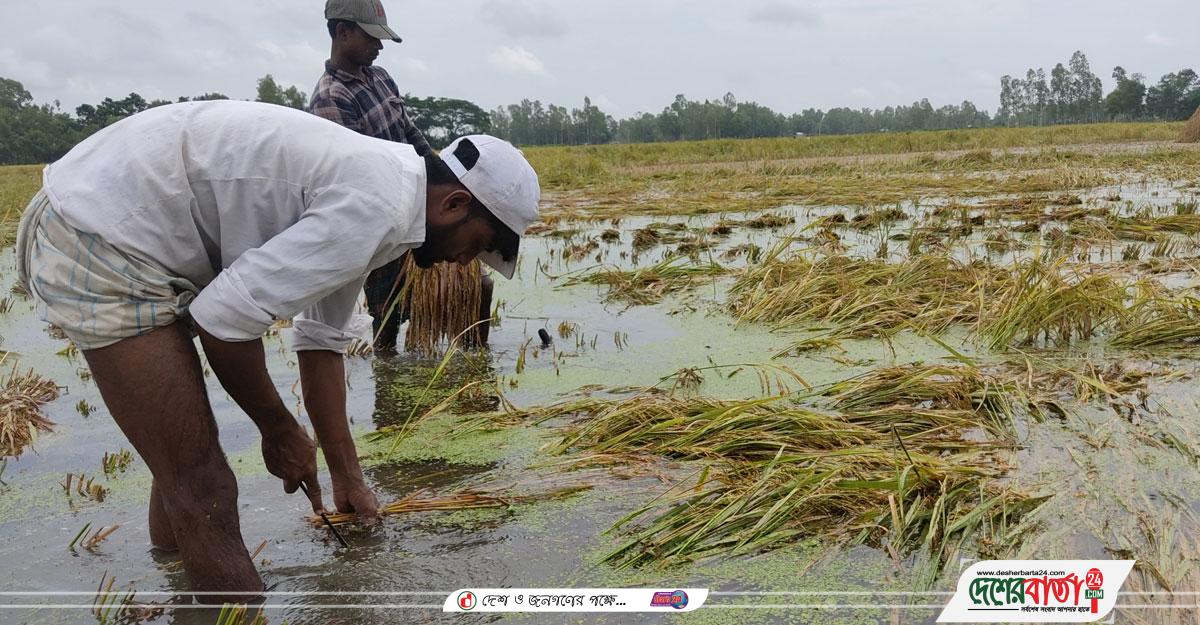 tangail-5-20220512122047